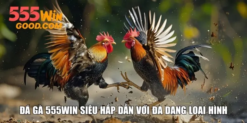 Đá gà 555WIN siêu hấp dẫn với đa dạng loại hình